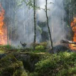 El Nino Picu Kebakaran Hutan di Indonesia Hingga Tembus 107 Ribu Hektare