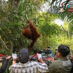 Terjebak Karhutla di Kalbar, 15 Orangutan Dievakuasi ke Pusat Rehabilitasi